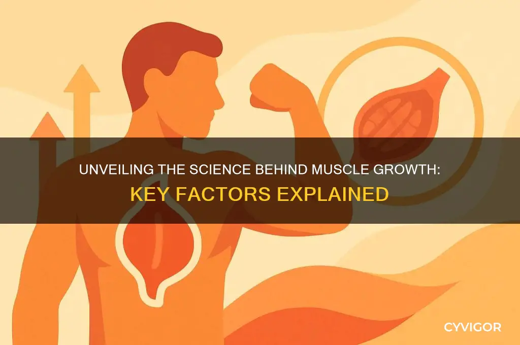 what really causes muscle growth