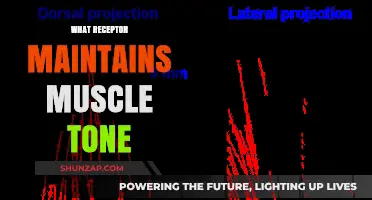 Muscle Tone Maintenance: Understanding the Receptor's Role