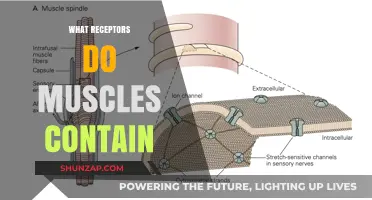 Muscle Receptors: Types and Their Functions