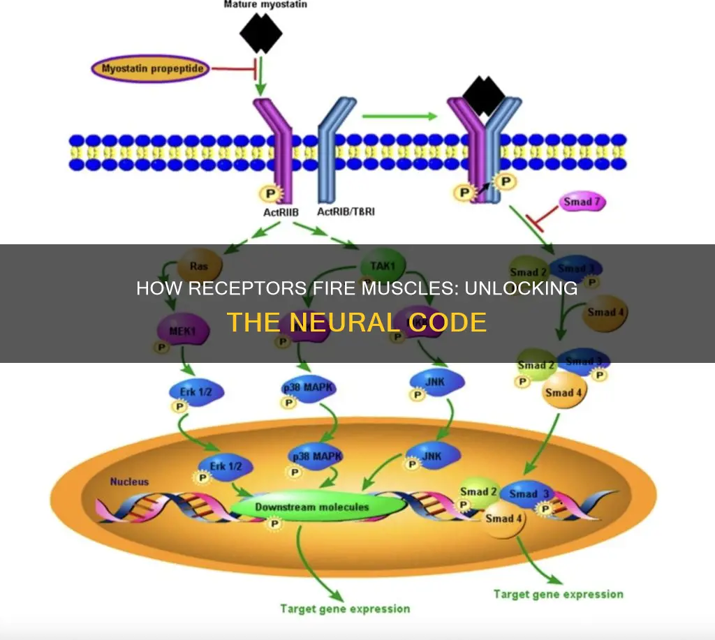 what receptors fire muscles
