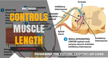 How Reflexes Control Muscle Length and Movement