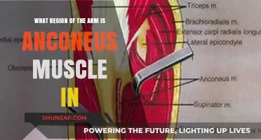 Where is the Anconeus Muscle Located on the Arm?