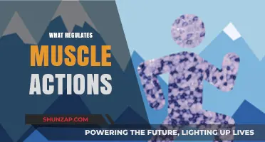 Muscle Actions: How Are They Controlled?