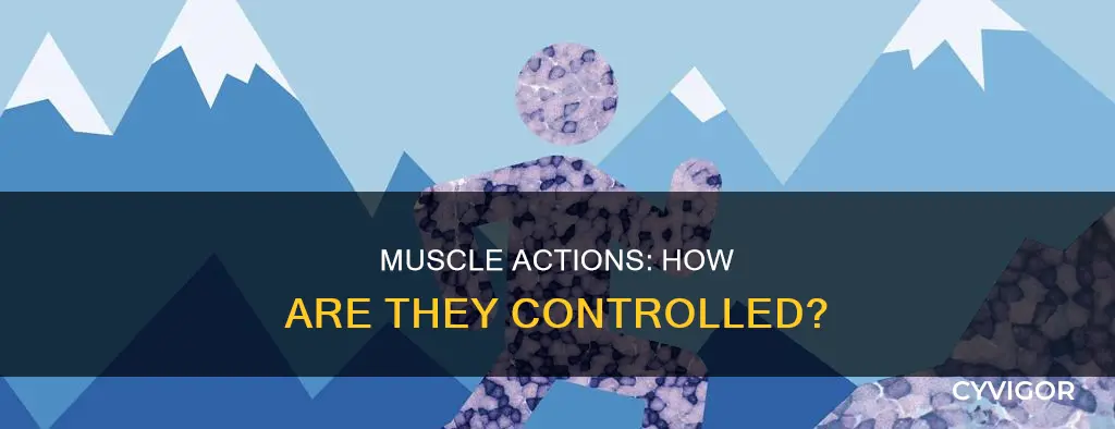 what regulates muscle actions