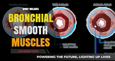 Unwind Your Airways: Discover What Relaxes Bronchial Smooth Muscles