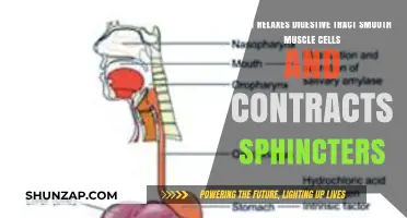Relaxing Digestive Muscles: Smooth Cell Calm and Sphincter Control Explained