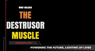 Effective Ways to Relax the Detrusor Muscle for Bladder Control