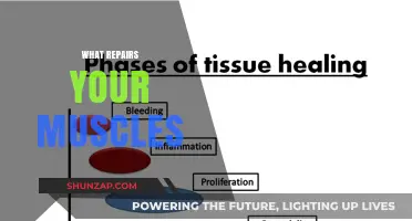 How to Repair and Rebuild Your Muscles
