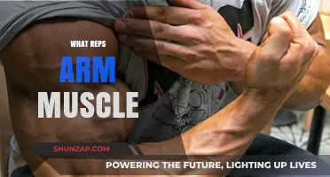 Effective Arm Muscle Building: Best Rep Ranges for Strength and Size