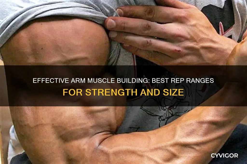 what reps arm muscle