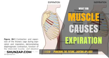 Understanding the Role of the Internal Intercostal Muscles in Expiration