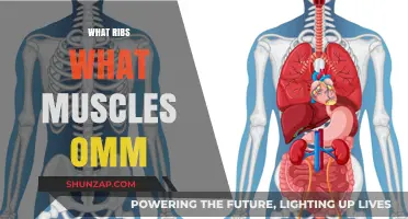 Ribs and Muscles: An Osteopathic Manual Medicine Perspective