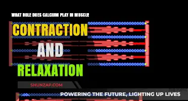 Calcium's Crucial Role in Muscle Contraction and Relaxation Explained