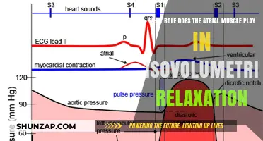Atrial Muscle's Crucial Role in Isovolumetric Relaxation Explained