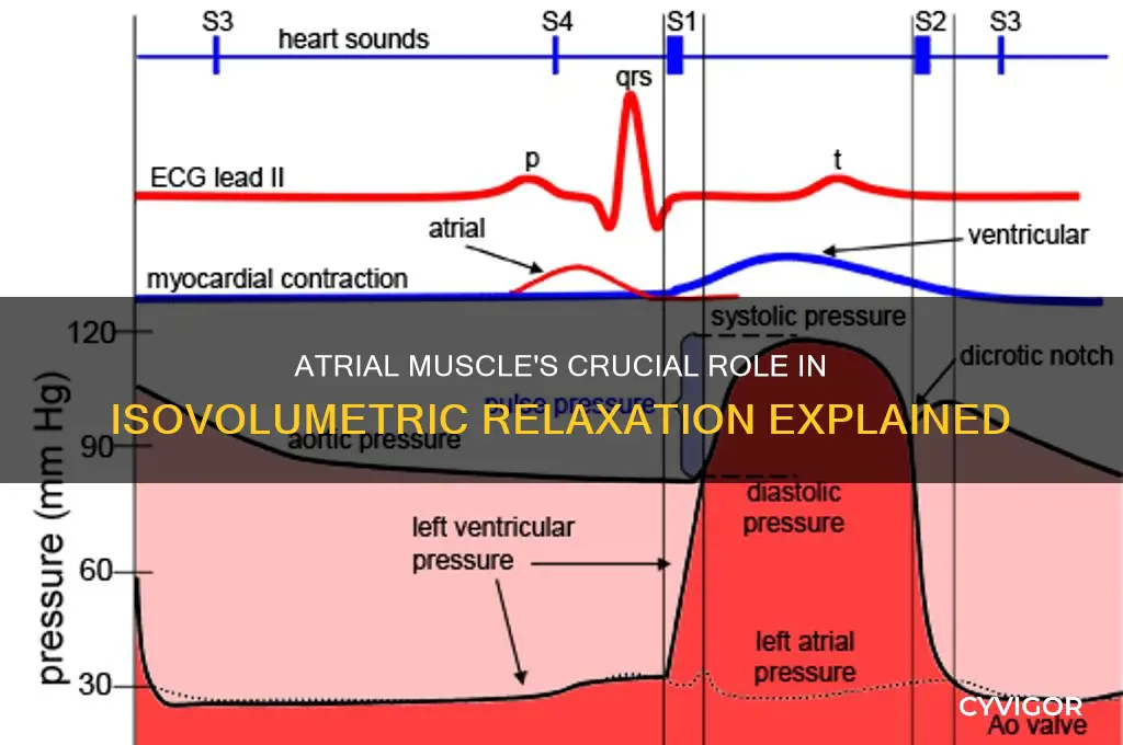 what role does the atrial muscle play in isovolumetric relaxation