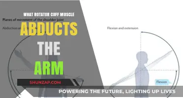 Which Rotator Cuff Muscle Abducts the Arm? A Detailed Guide