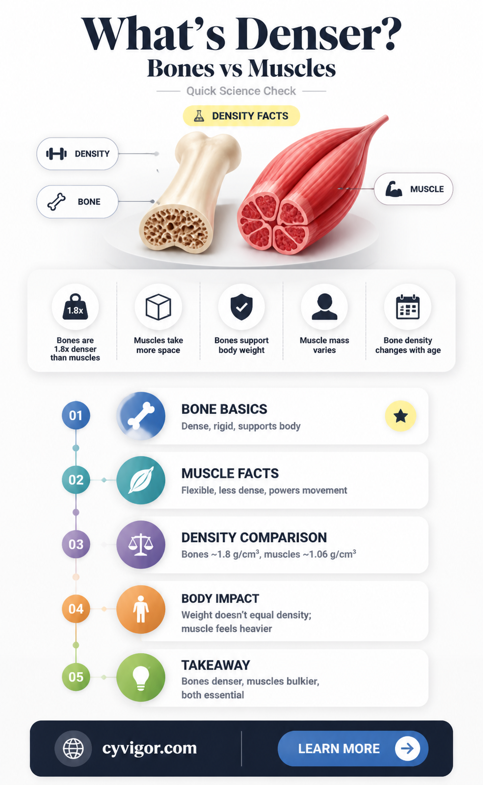 are bones or muscles denser