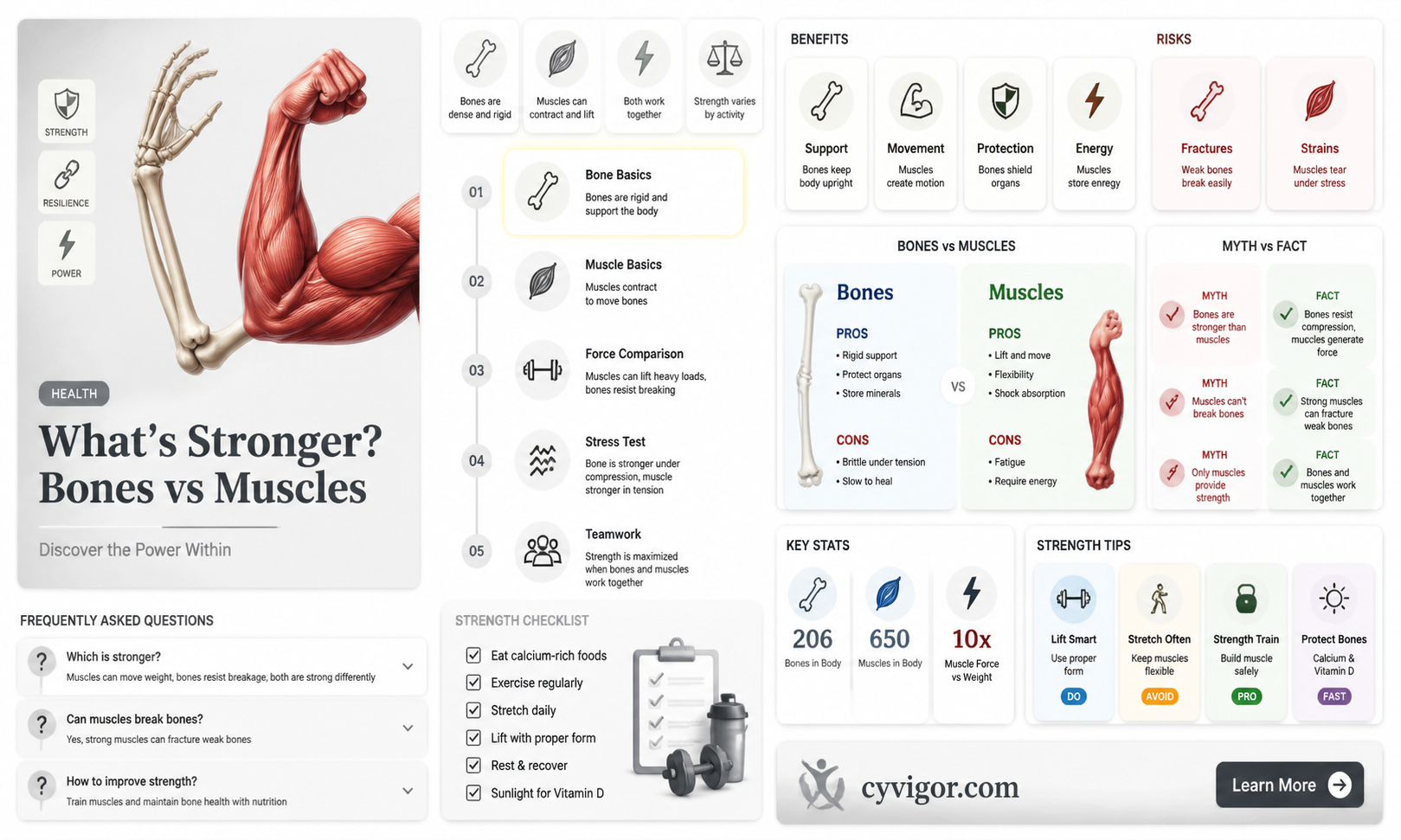 are bones stronger than muscles