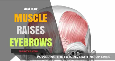 Eyebrow Raiser: The Muscles Behind Your Expressions