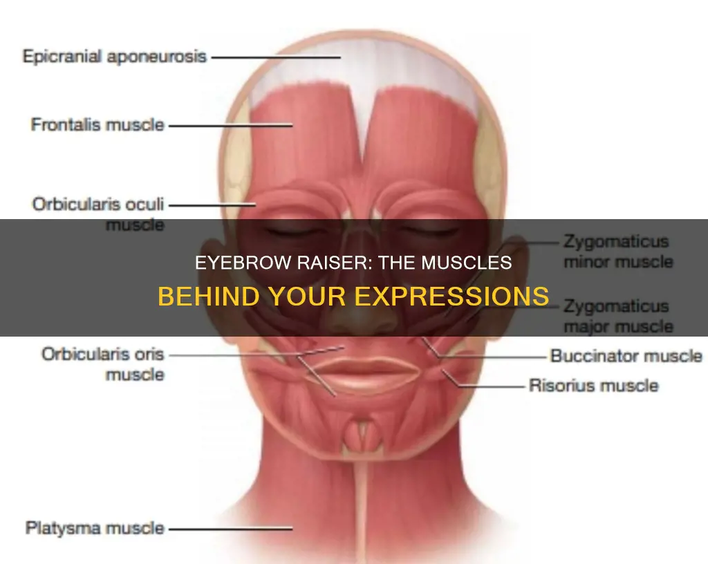 what scalp muscle raises eyebrows