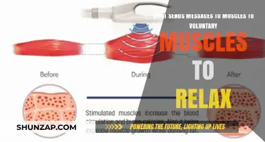 How Your Nervous System Signals Voluntary Muscles to Relax