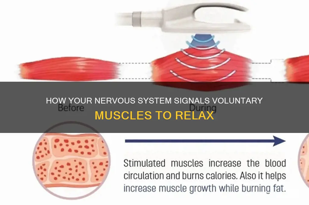 what sends messages to muscles to voluntary muscles to relax