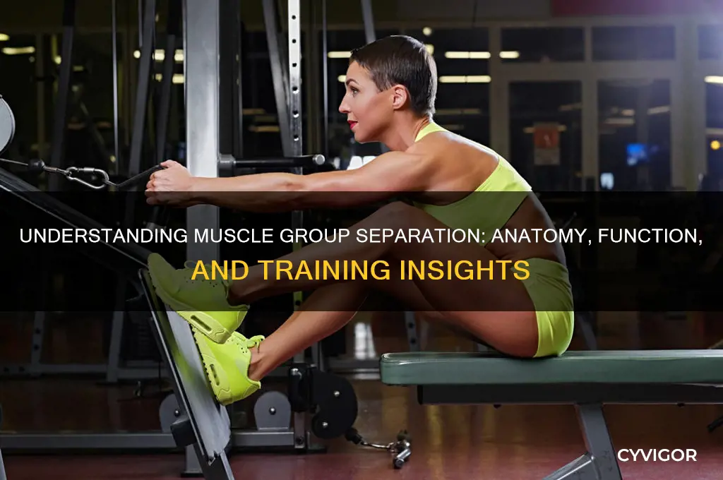 what separates groups of muscles