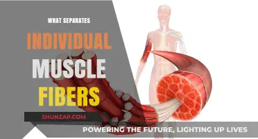 Muscle Fiber Separation: Exploring the Intramuscular Connective Tissue