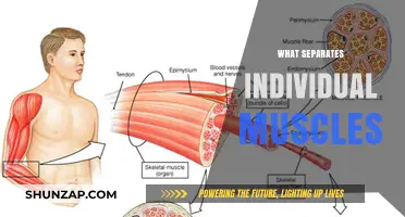 Muscle Separation: Understanding the Intricate Connective Tissue Web
