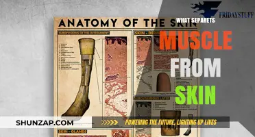 The Space Between: Muscle and Skin