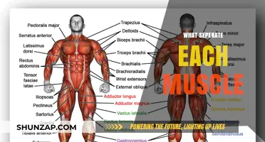 Muscle Separation: What Distinguishes Each Muscle Group?