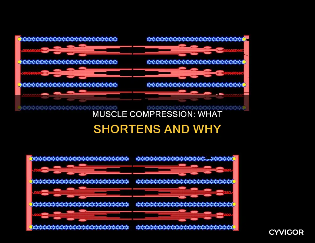 what shortens during muscle compression