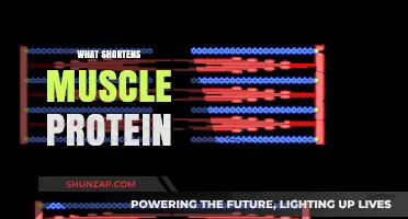 How Stress Impacts Muscle Protein