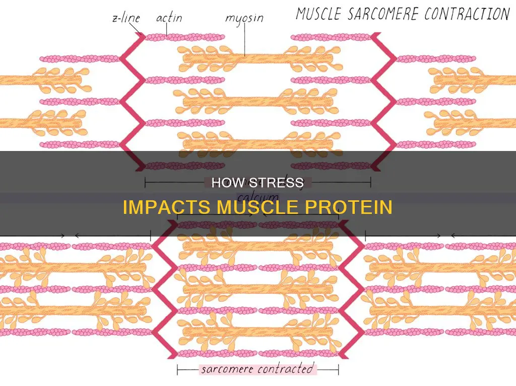 what shortens muscle protein