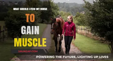 Building Muscle in Horses: Optimal Feeding Strategies for Strength and Stamina