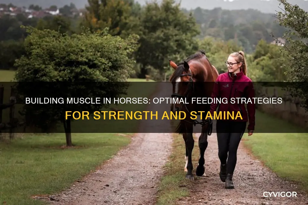 what should i feed my horse to gain muscle
