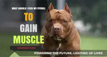Muscle-Building Diet Tips: Best Foods for Your Pitbull's Growth