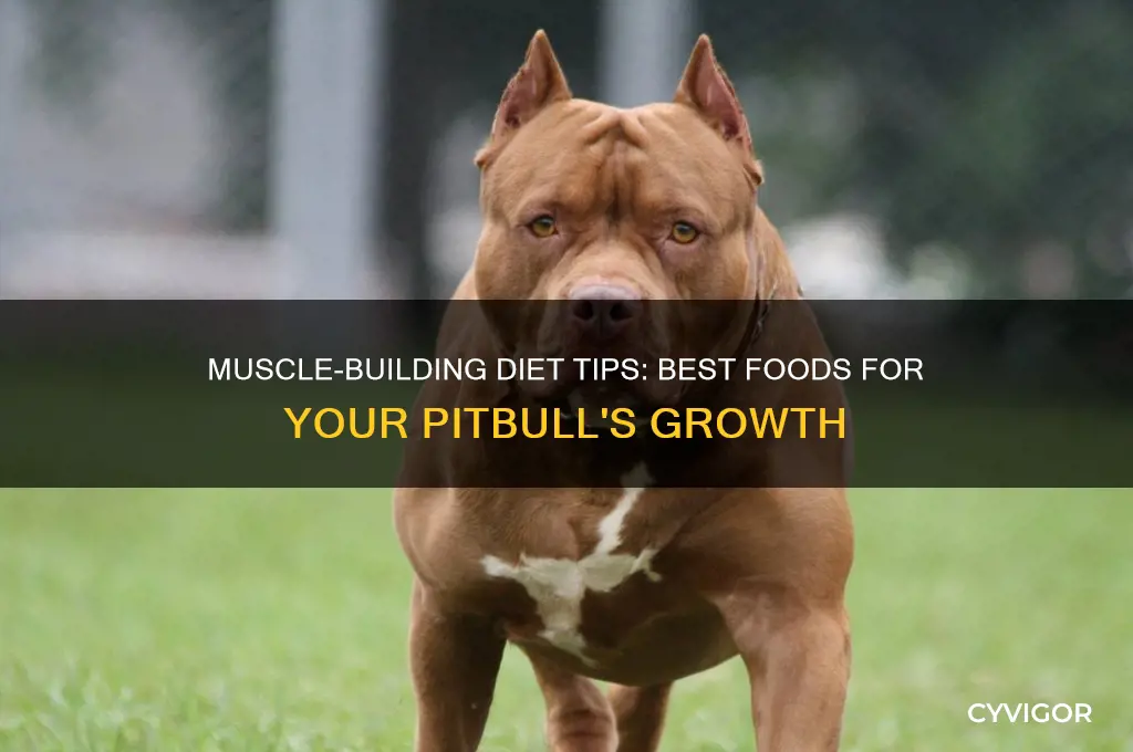 what should i feed my pitbull to gain muscle