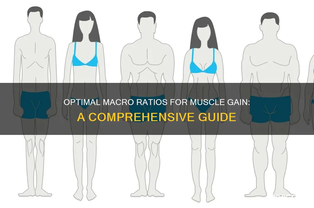 what should my macros be to gain muscle