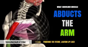 Which Shoulder Muscle Abducts the Arm? A Comprehensive Guide