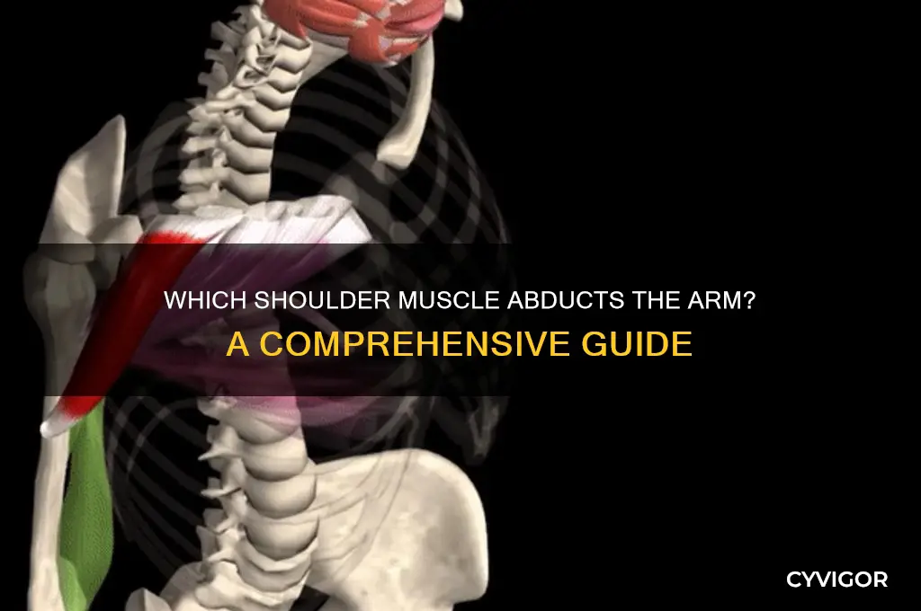 what shoulder muscle abducts the arm