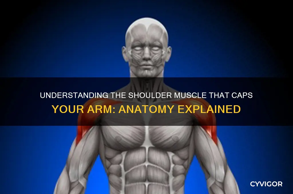 what shoulder muscle caps the arm