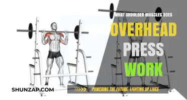 Overhead Press: Targeted Shoulder Muscles and Strength Benefits Explained