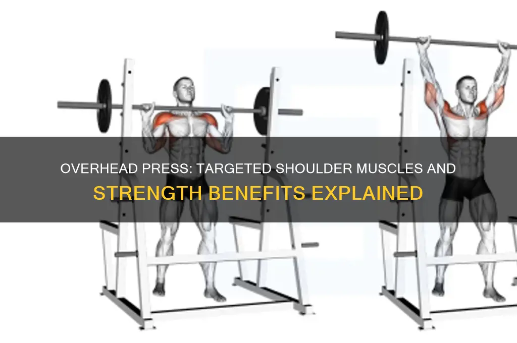 what shoulder muscles does overhead press work