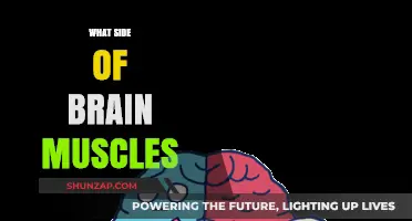 Brain Muscles: Left or Right?