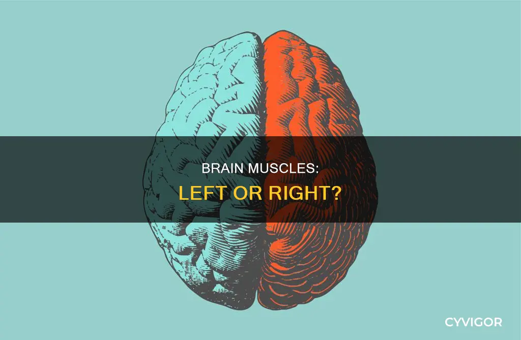 what side of brain muscles