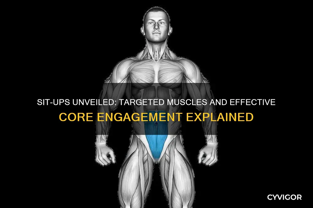 what sit ups work what muscles