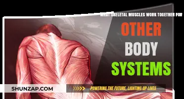 How Skeletal Muscles Collaborate with Other Body Systems for Optimal Function
