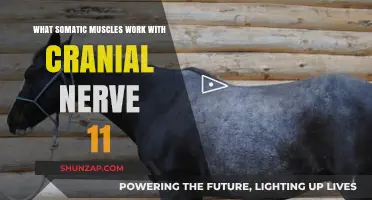 Cranial Nerve 11: Key Somatic Muscles and Their Functions Explained