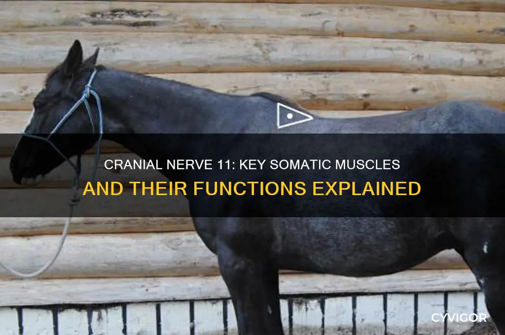 what somatic muscles work with cranial nerve 11